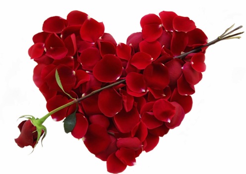 Một bông hồng đỏ tươi sáng luôn làm chúng ta cảm thấy ngọt ngào và hạnh phúc. Hãy xem hình nền hoa hồng đỏ để cảm nhận vẻ đẹp và sức hút của loài hoa tuyệt đẹp này.Bạn sẽ không thể nào tìm thấy một hình ảnh hoa hồng đỏ đẹp hơn!